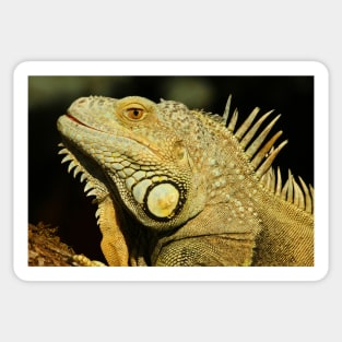 Closeup of a Green Iguana Sticker